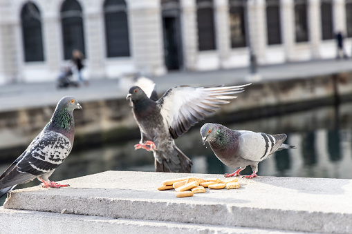 Pigeons in the city of Trieste, Italy