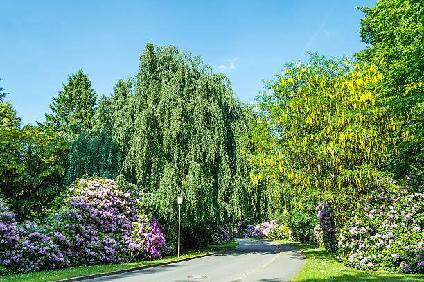 road の公園 - ohlsdorfer friedhof ストックフォトと画像