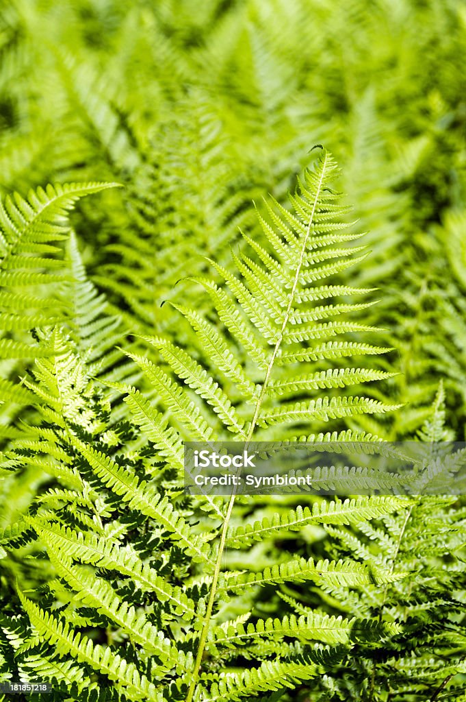 Fern Plants Fern plants creating a fern background pattern. Backgrounds Stock Photo