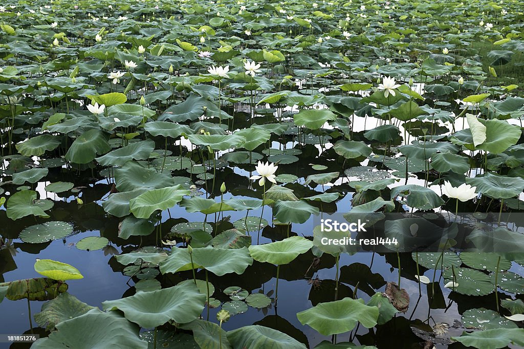 Loto rosa e verde foglia - Foto stock royalty-free di Acqua