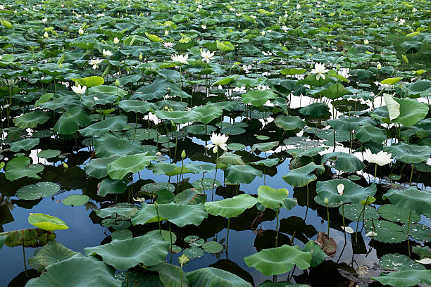 istock Pink lotus and green leaf 181851276