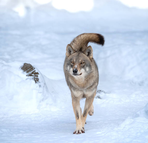 istock running gray wolf in the snow 1818512888