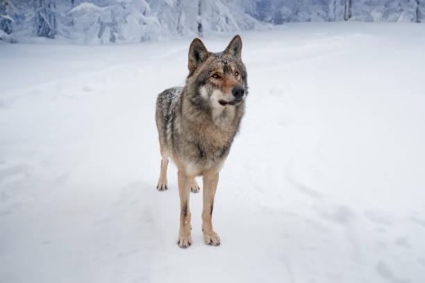 istock Gray wolf in a clearing of a snowy forest 1818512937