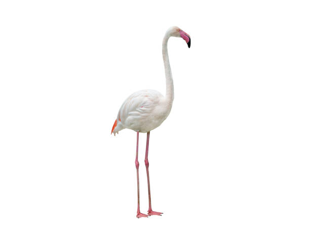 istock pink flamingo isolated on white background 1818513467