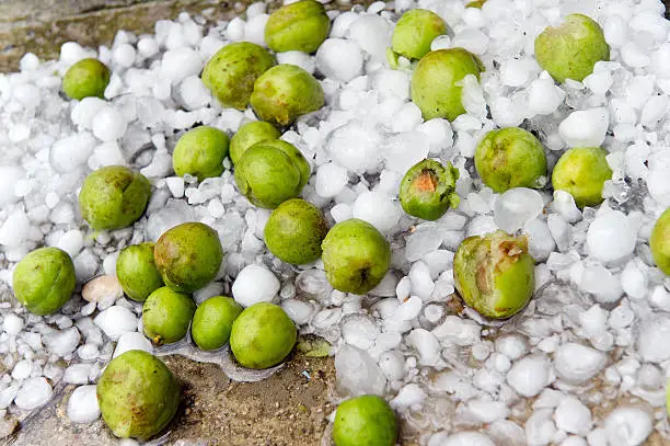 Green apricots damage by hailstorm