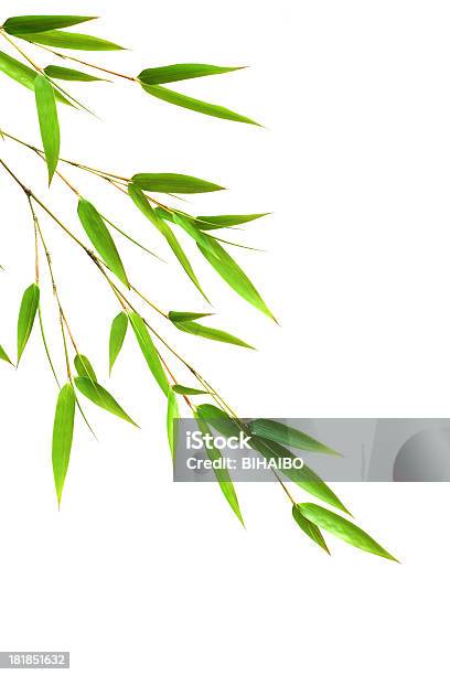 Photo libre de droit de Feuilles De Bambou banque d'images et plus d'images libres de droit de Bambou - Bambou, Beauté, Blanc