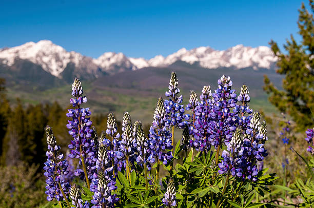 Lupine "Closeup of Lupine, (Fabaceae), in the spring.  The Gore Range of the Colorado Rocky Mountains is in the background." lupine flower photos stock pictures, royalty-free photos & images