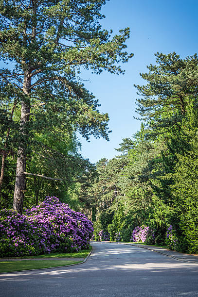 road の公園 - ohlsdorfer friedhof ストックフォトと画像