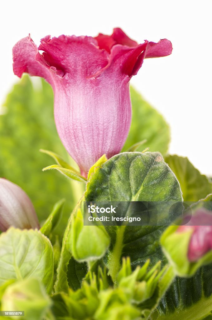 bellflower Spring flower. Red flower bell-shaped on white Balloon Flower Stock Photo