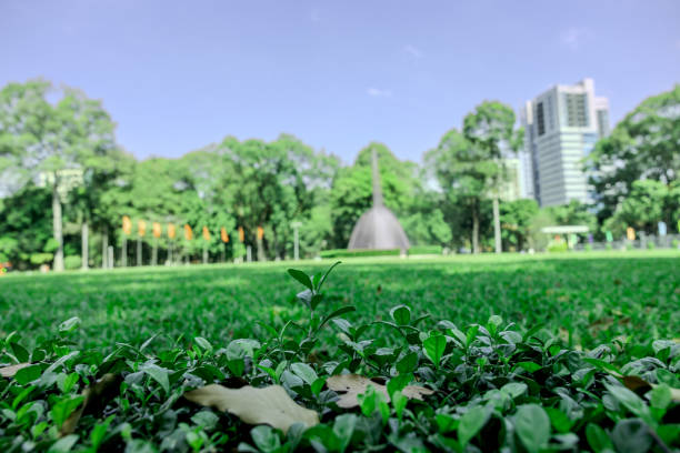 Grass field in Independence Palace