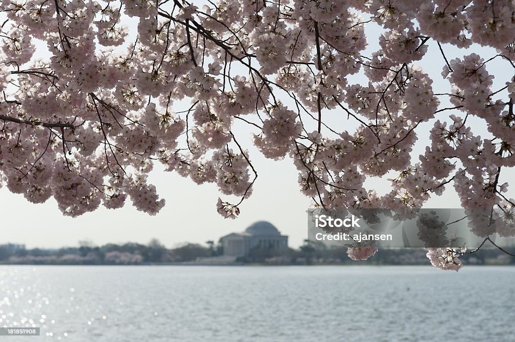 cherry blossom mit jefferson memorial out of focus - Lizenzfrei Baum Stock-Foto