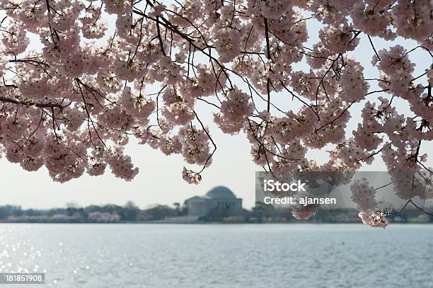 Cherry Blossom Mit Jefferson Memorial Out Of Focus Stockfoto und mehr Bilder von Baum - Baum, Baumblüte, Bildschärfe