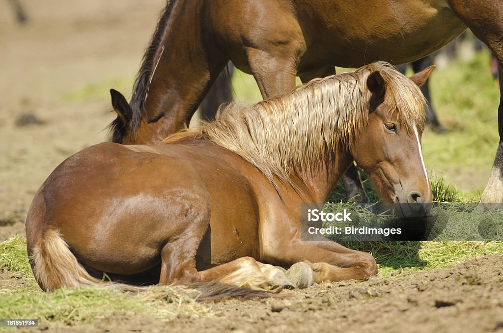 Jeune mère assise avec poney brouter dans le dos - Photo de Agriculture libre de droits