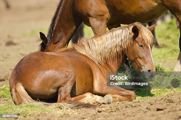 Photo libre de droit de Jeune Mère Assise Avec Poney Brouter Dans Le Dos banque d'images et plus d'images libres de droit de Agriculture - Agriculture, Animal nouveau-né, Animaux domestiques