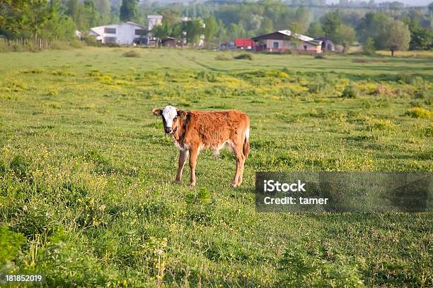 Little Waden Stockfoto und mehr Bilder von Einzelnes Tier - Einzelnes Tier, Kalb, Viehweide