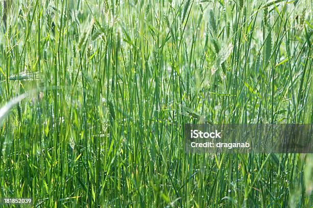 Gras Hintergrund Stockfoto und mehr Bilder von Anbau von Rasen - Anbau von Rasen, Bildhintergrund, Extreme Nahaufnahme