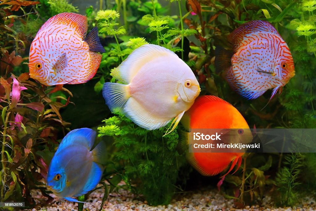 Discus (Symphysodon), multi-colored cichlids in the aquarium Discus (Symphysodon), multi-colored cichlids in the aquarium, the freshwater fish native to the Amazon River basin Fish Stock Photo