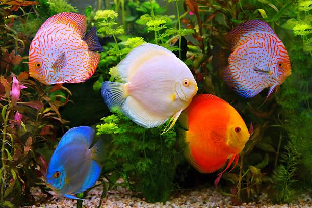 Discus (Symphysodon), multi-colored cichlids in the aquarium Discus (Symphysodon), multi-colored cichlids in the aquarium, the freshwater fish native to the Amazon River basin freshwater photos stock pictures, royalty-free photos & images