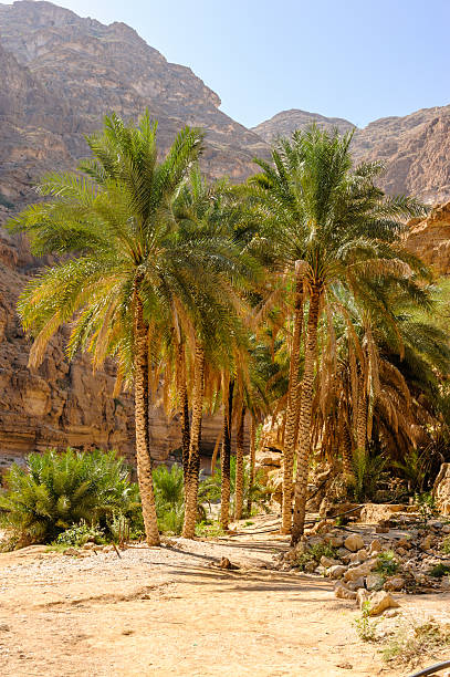 istock Entrance to Wadi 181852186