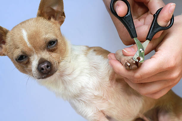 chihuahua manicure stock photo