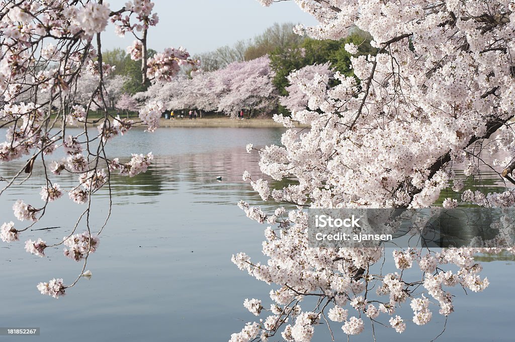 Fleur de cerisier au printemps à tidal basin, dans l'État de washington - Photo de Arbre libre de droits