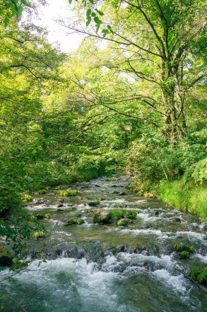 istock Summer small river in a forest in Karuizawa 1818524451