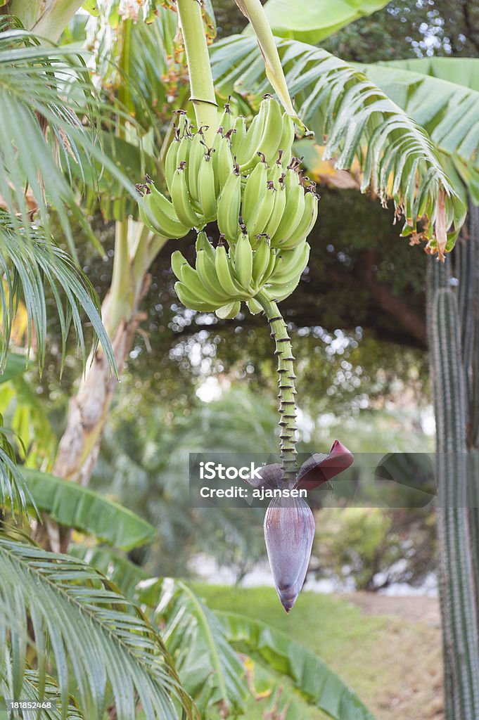 Banany wiszące w drzewo - Zbiór zdjęć royalty-free (Banan)