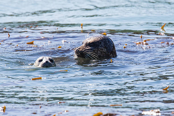 istock Mom and Puppy Harbor Seals 181852540