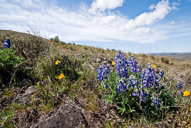 Hairy Balsamroot and Lupine on a Desert Hillside East of the Cascade Mountains, Washington’s climate is arid and the terrain is desert-like. Summertime temperatures can exceed 100 degrees Fahrenheit in regions such as the Yakima Valley and the Columbia River Plateau. This is an area of rolling hills and flatlands. During the last Ice Age, 18,000 to 13,000 years ago, floods flowed across this land, causing massive erosion and leaving carved basalt canyons, waterfalls and coulees known as the Channeled Scablands. This scene of rolling hills was photographed from Umtanum Creek Canyon in the L. T. Murray State Wildlife Recreation Area between Ellensburg and Yakima, Washington State, USA. jeff goulden washington state desert stock pictures, royalty-free photos & images