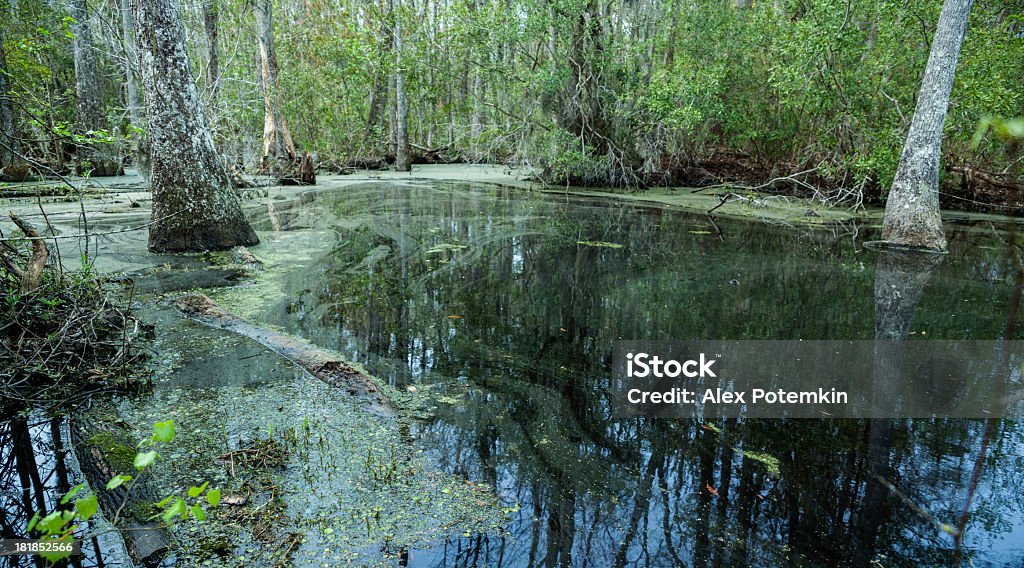 Palude nella Carolina del Sud, Stati Uniti - Foto stock royalty-free di Acqua