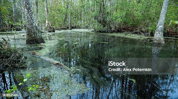Palude Nella Carolina Del Sud Stati Uniti - Fotografie stock e altre immagini di Acqua - Acqua, Acqua stagnante, Albero