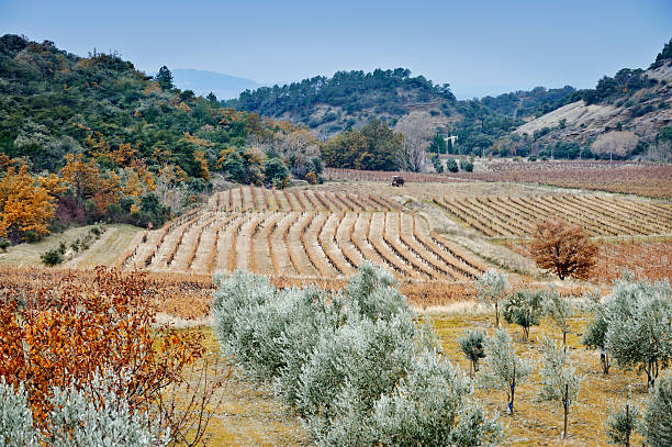 Tractor in Provencal olive landscape Tractor in Provencal olive landscape. Taken in autumn.More like this drome stock pictures, royalty-free photos & images