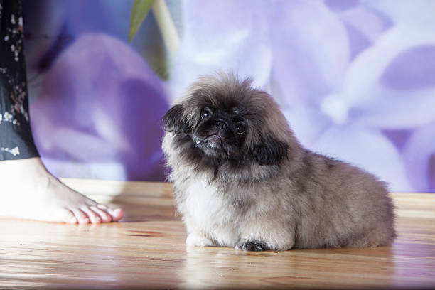 istock Pekinese puppy 181852879
