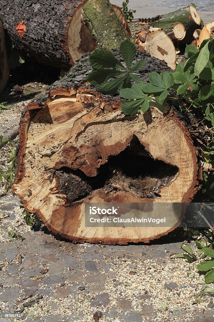 古い病気の木が切り倒される。 - 100歳以上のロイヤリティフリーストックフォト