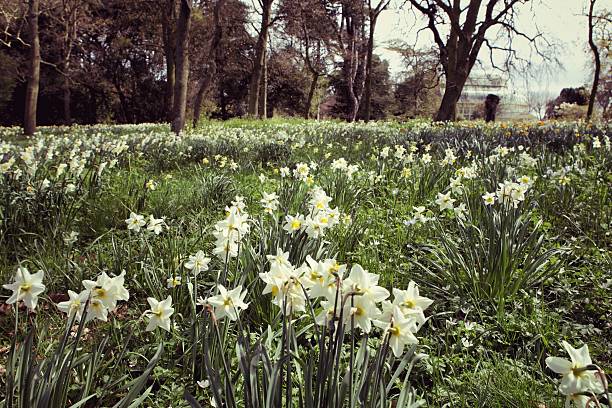 Botanical garden in DublinVintage light  added.