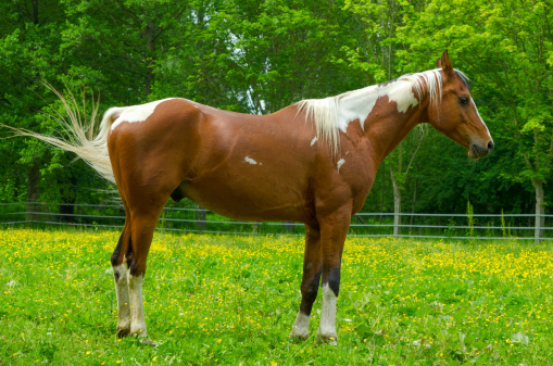 A chestnut horse lying in the grass