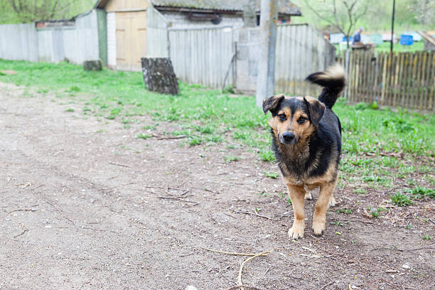 istock Mixed-bred dog on the small town street 181853344