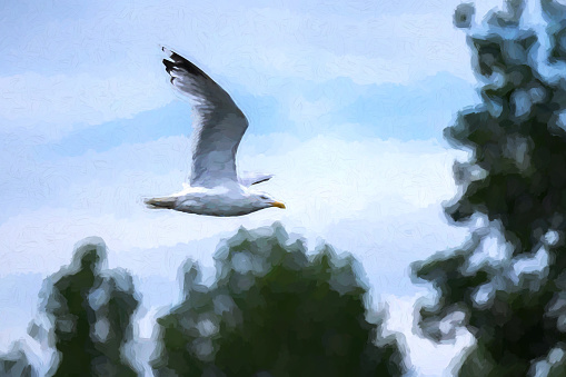 Digital illustration of a Herring Gull Larus argentatus in flight.