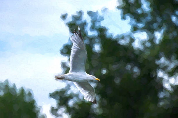 istock Digital illustration of a Herring Gull in flight. 1818535432