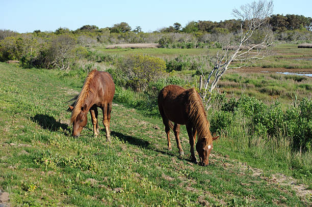 istock Wild Horses of Assateague Island 181853546