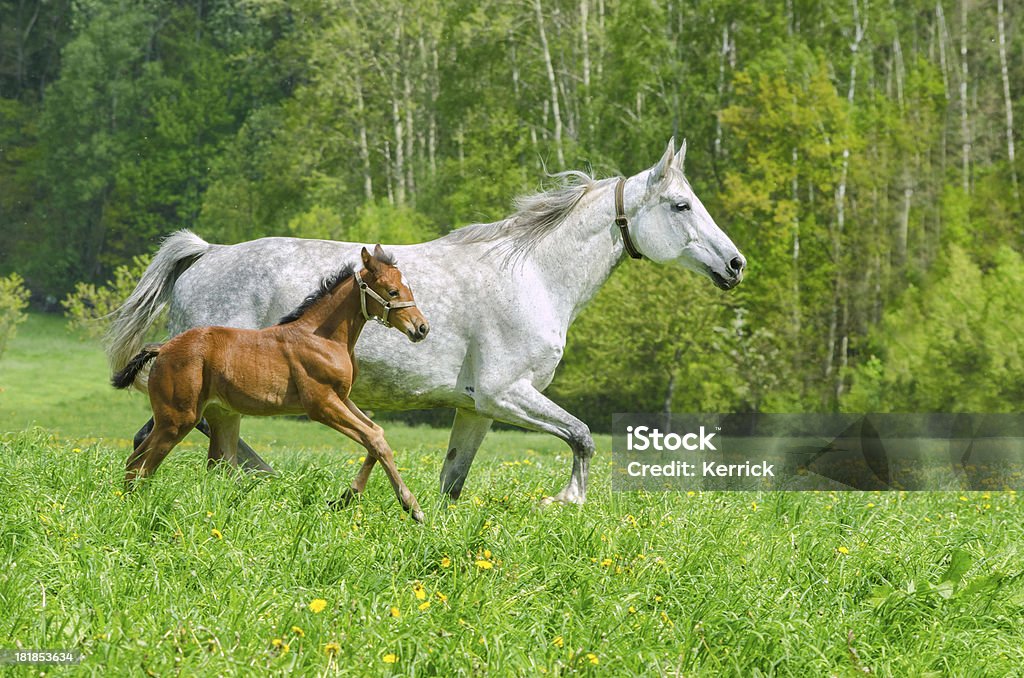 white warmblood horse Stute und Fohlen im Galopp - Lizenzfrei Agrarbetrieb Stock-Foto
