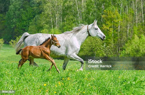 White Warmblood Horse Stute Und Fohlen Im Galopp Stockfoto und mehr Bilder von Agrarbetrieb - Agrarbetrieb, Aktivitäten und Sport, Bewegung