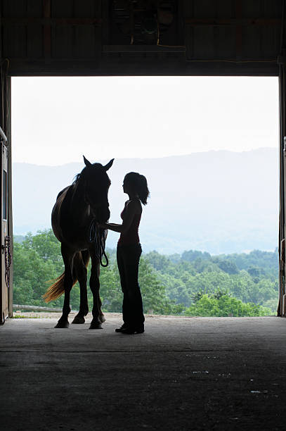 istock Young Woman Saddling Horse Silhouette 181853697