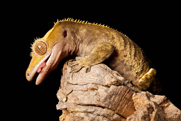 crested gecko - gekkonidae zdjęcia i obrazy z banku zdjęć