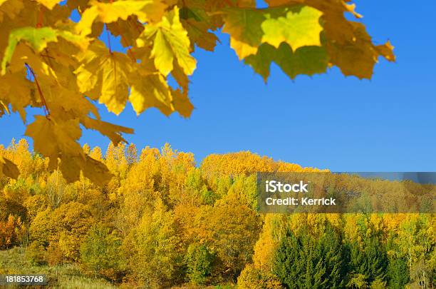 Laubwaldes Im Herbst Stockfoto und mehr Bilder von Ast - Pflanzenbestandteil - Ast - Pflanzenbestandteil, Baum, Birke