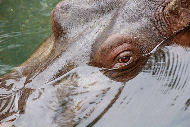istock Floating Hippopotamus Keeps A Close Eye On Visitors At Zoo 181853806