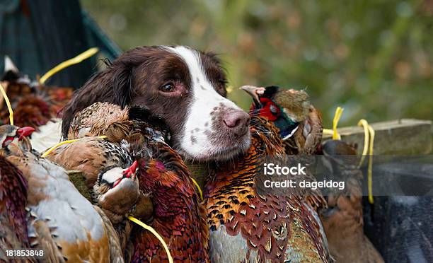 Photo libre de droit de Satisfaction banque d'images et plus d'images libres de droit de Canard - Oiseau aquatique - Canard - Oiseau aquatique, Chien, Aller chercher