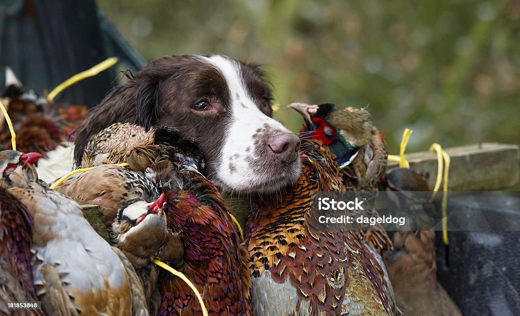 Appagamento - Foto stock royalty-free di Anatra - Uccello acquatico