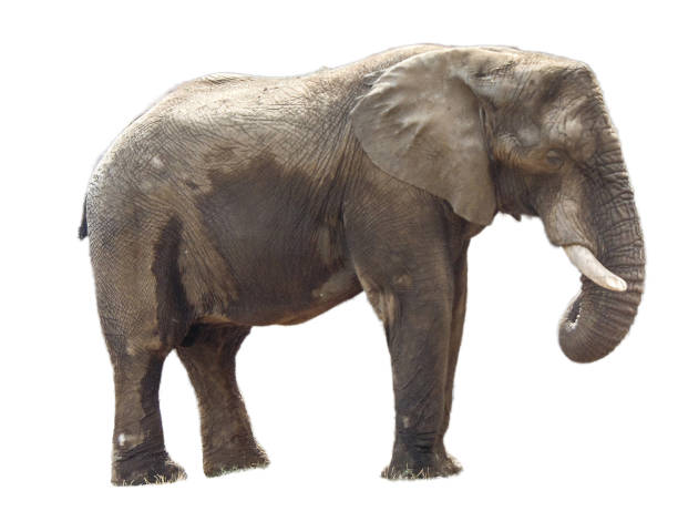 istock African elephant isolated on white background 1818538705