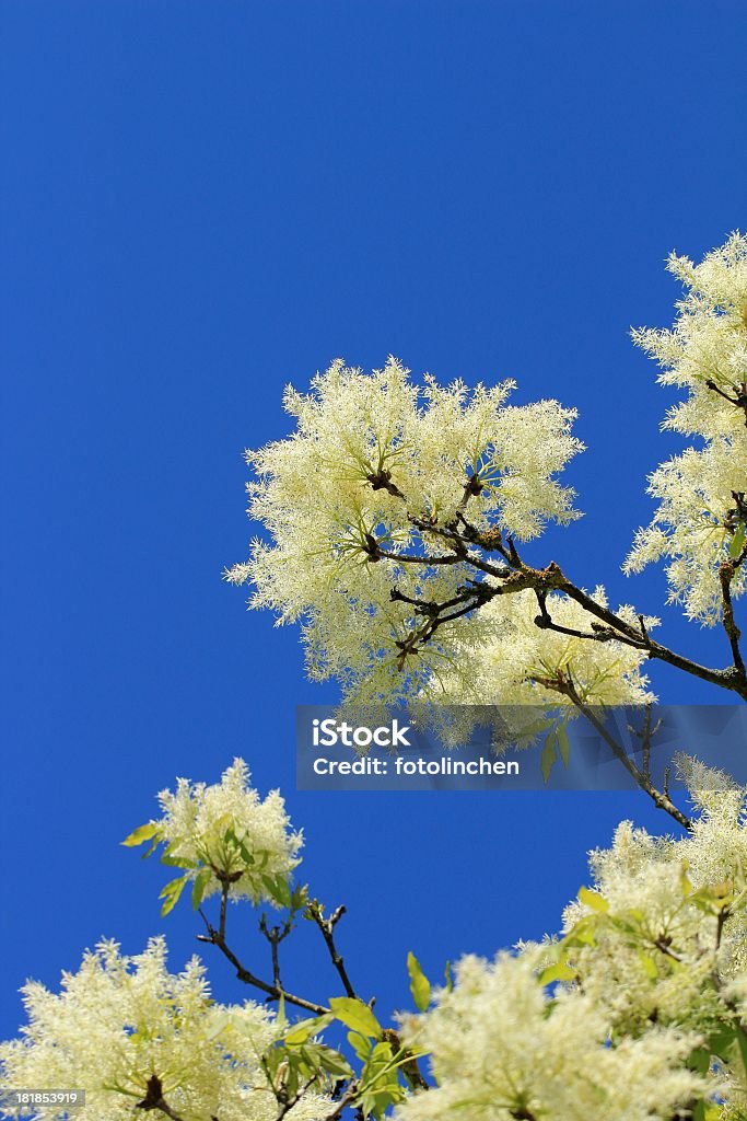 Fraxinus ornus-Blüten - Lizenzfrei Esche Stock-Foto